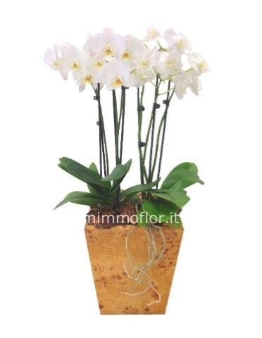 Pianta di phaleonopsis a 2 steli in vaso ceramica