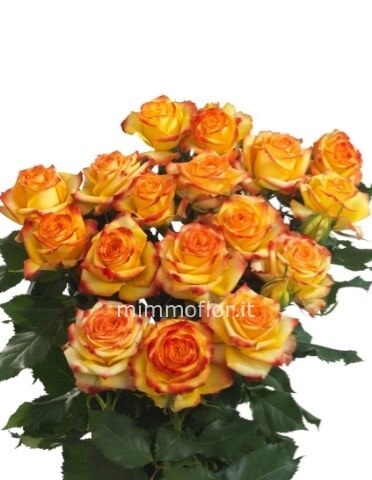 rose arancioni