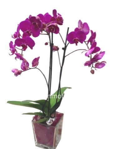 Pianta di Phaleonopsis, diversi colori a richiesta in vaso ceramica