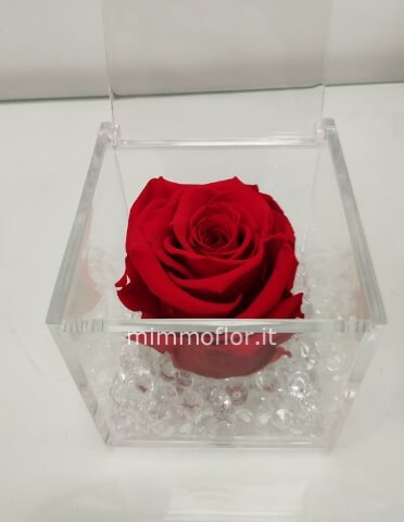 rosa stabilizzata
