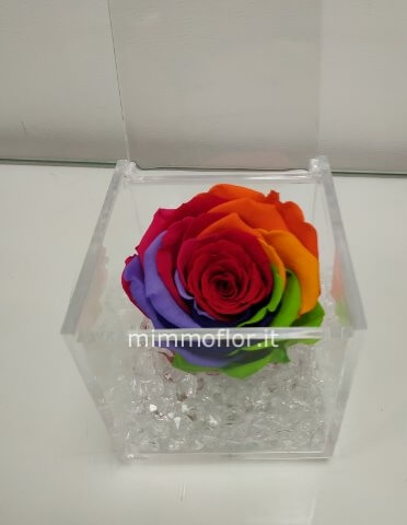 rosa stabilizzata
