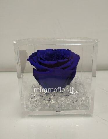 rosa stabilizzata