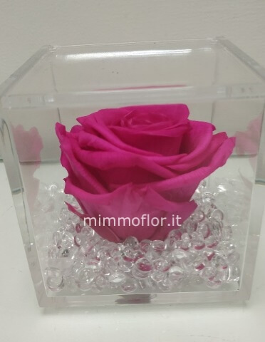 Rosa stabilizzata fucsia