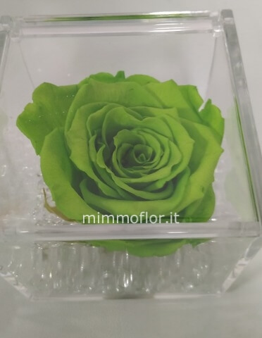 Rosa stabilizzata