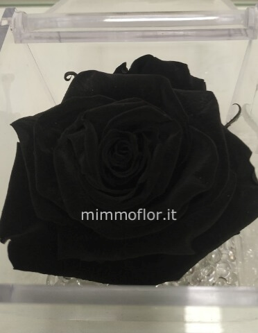 Rosa stabilizzata nera