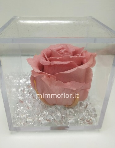 Rosa stabilizzata rosa cipria