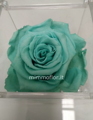 Rosa stabilizzata tiffany