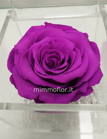 Rosa stabilizzata viola