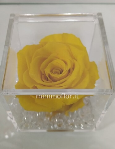 Rosa stabilizzata gialla