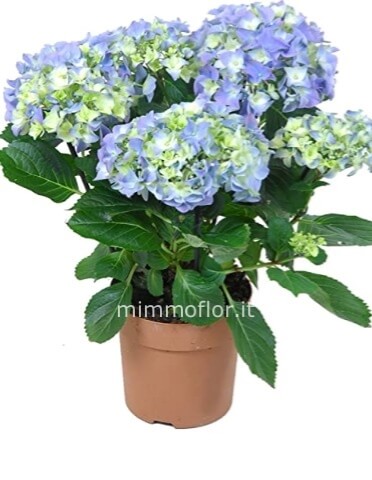 Pianta di ortensia BLU