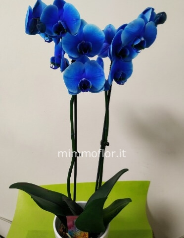 phalenopsis