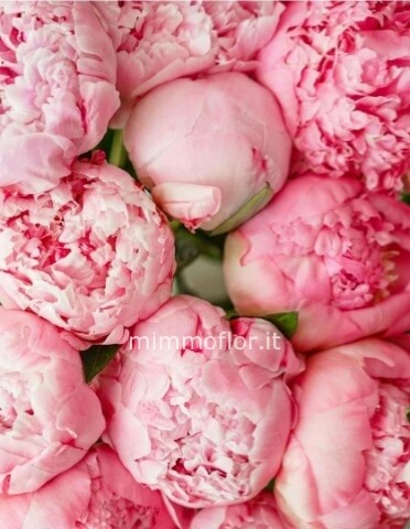 Peonia rosa